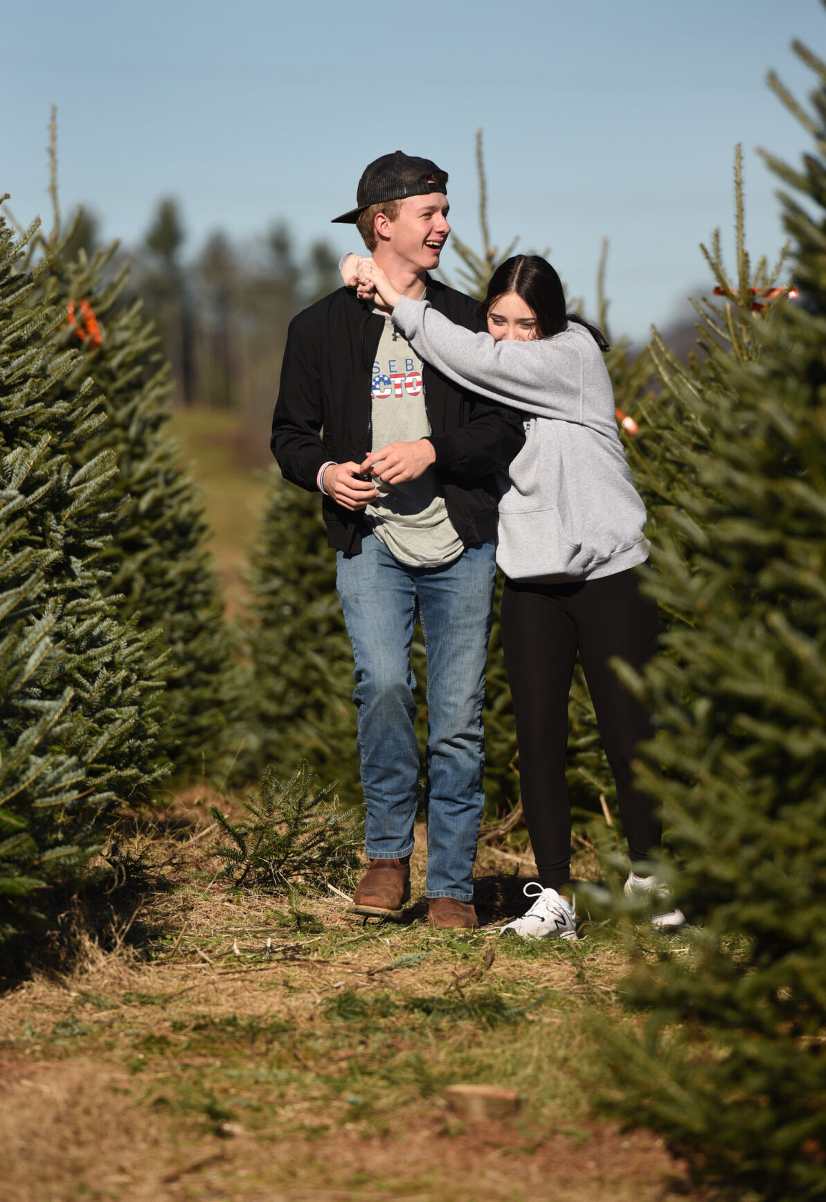 Choose and cut Christmas trees